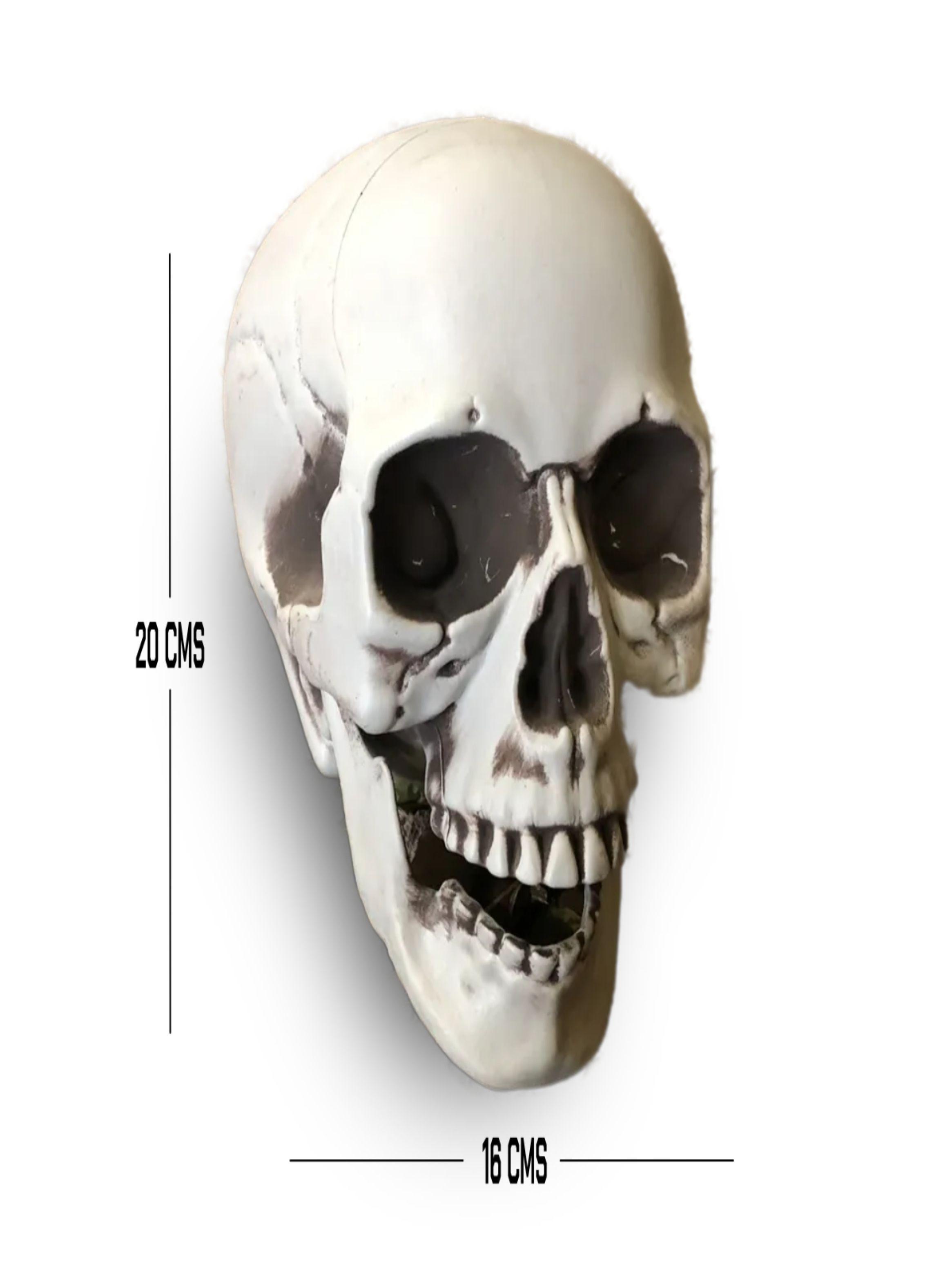 CALAVERA HUMANA DECORACIÓN 20cm-2