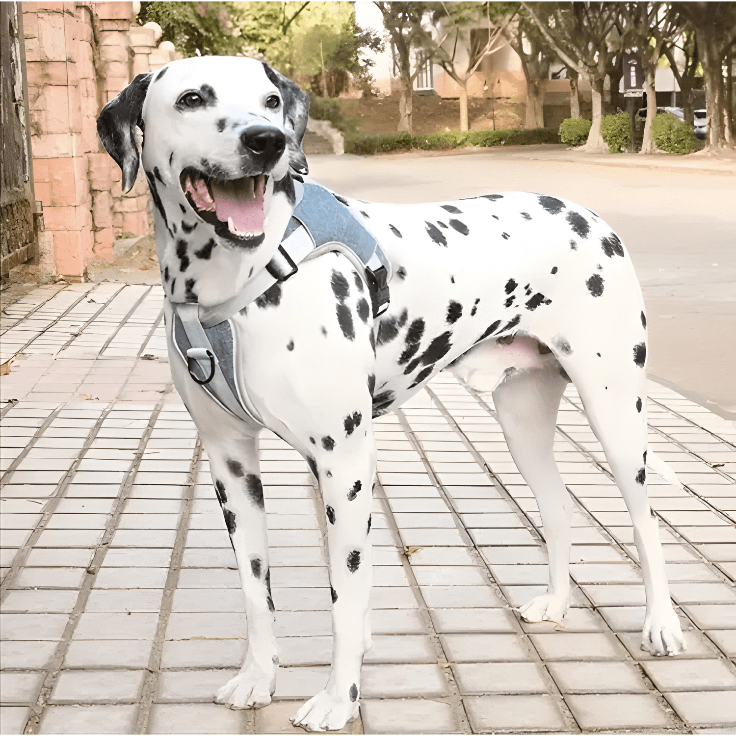 Arnés anti tirones acolchados para perro tallas s a XXL-2