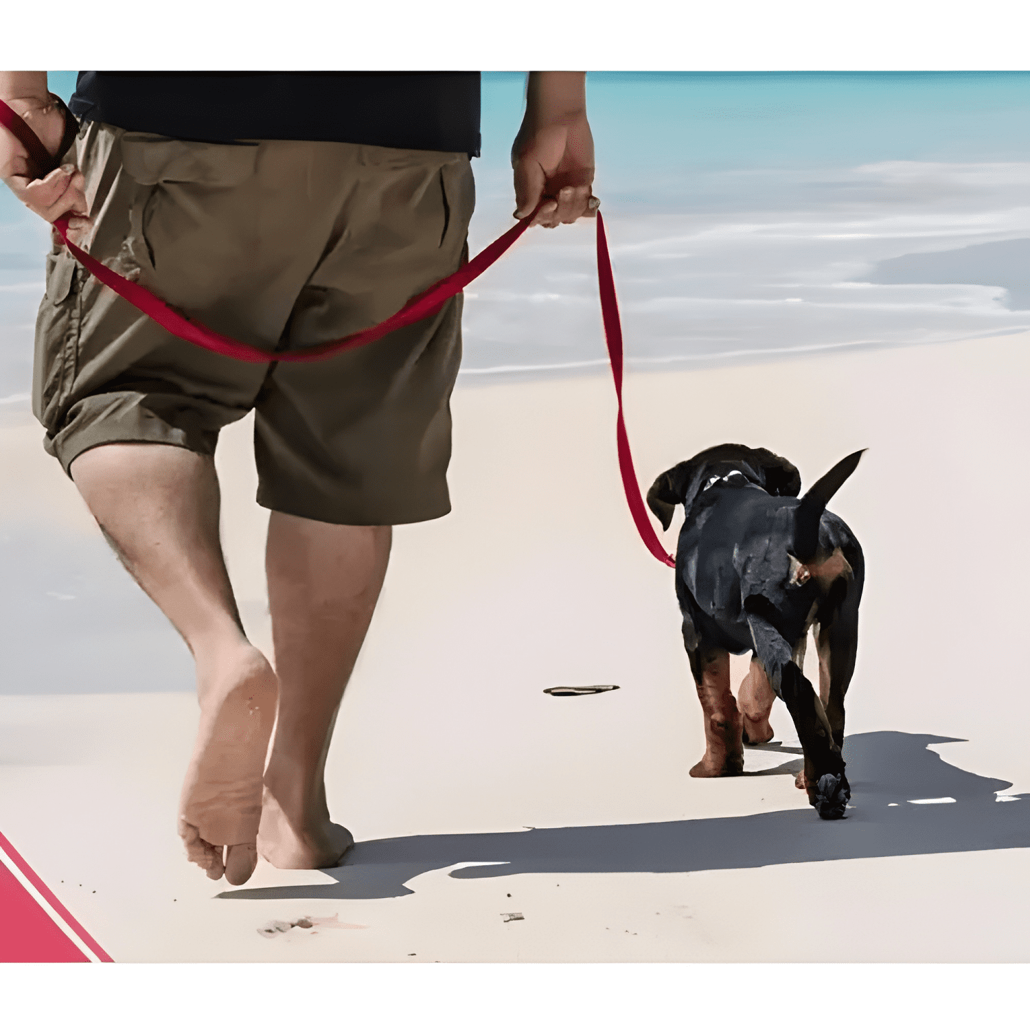 Correa plana larga resistente para perros 3mts x 2,5cm-3