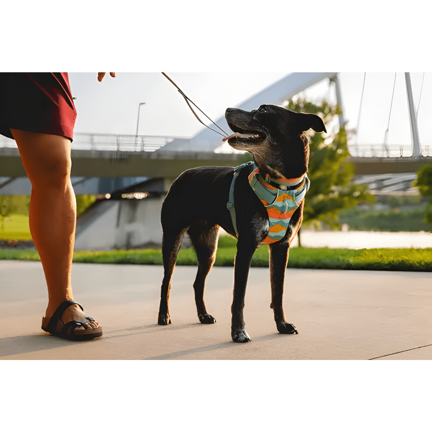 Arnés para perro anti tiron ruffwear front range XS s m l XL-2