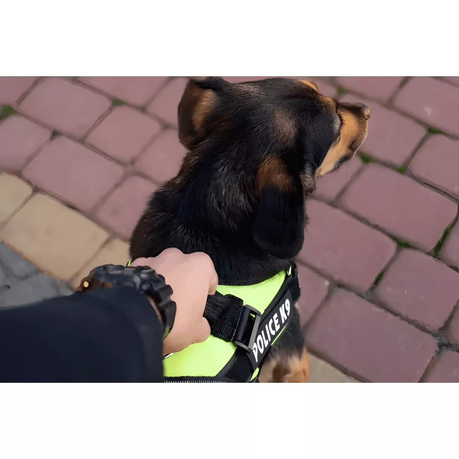 Arnés police K9 reforzado perros medianos grandes m l XL-3