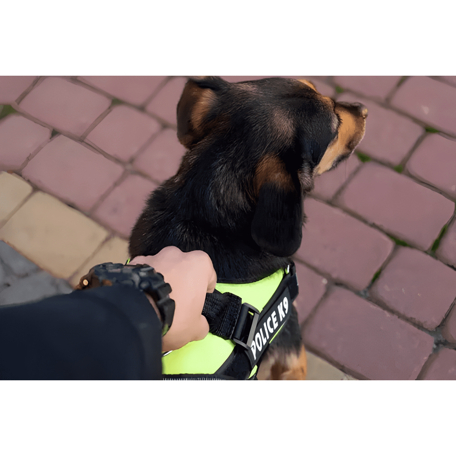 Arnés police K9 reforzado perros medianos grandes m l XL #2-3