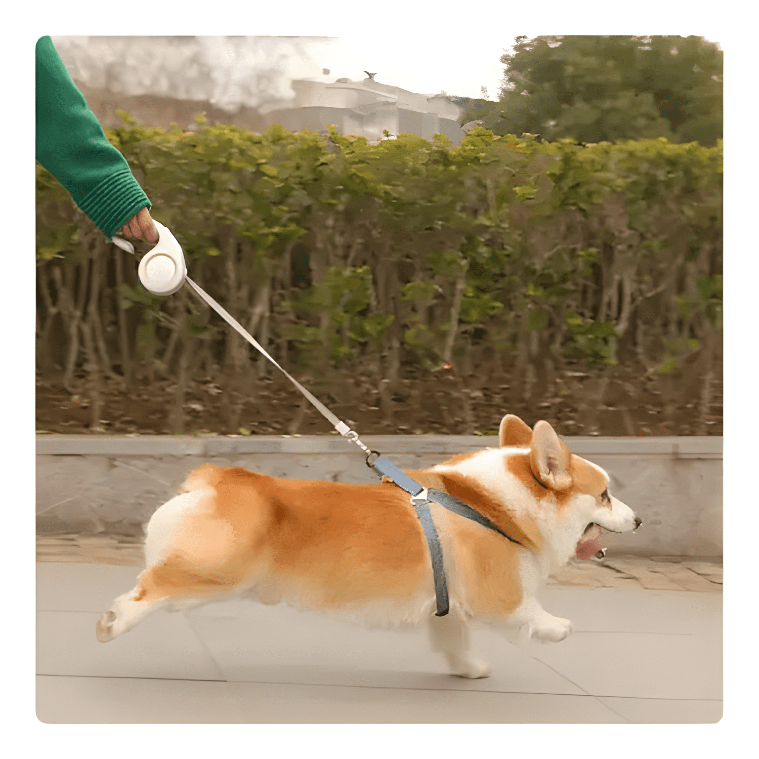 Cinturón de seguridad para mascotas en auto - viajes-3
