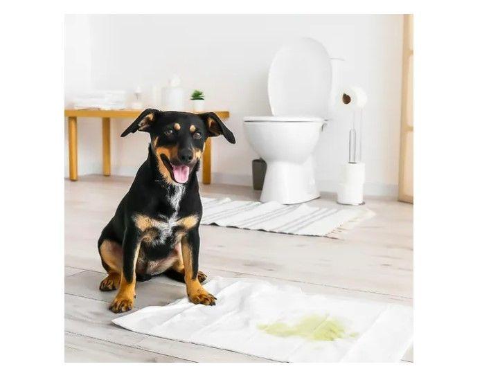 40 Pañales Tipo Sabanillas Mascotas Perros Gatos 60x60-4