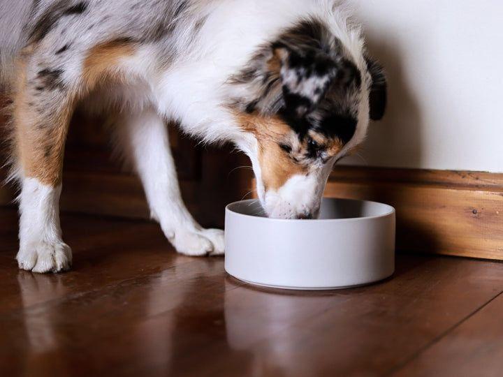 Plato Mascotas Tundra 0.8 lt Dog Republic-2