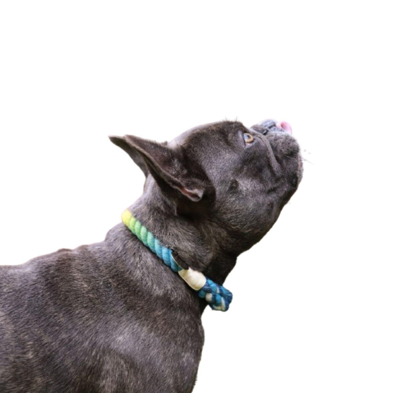 Correa de Cuerda Calipso talla M Dog Republic-3