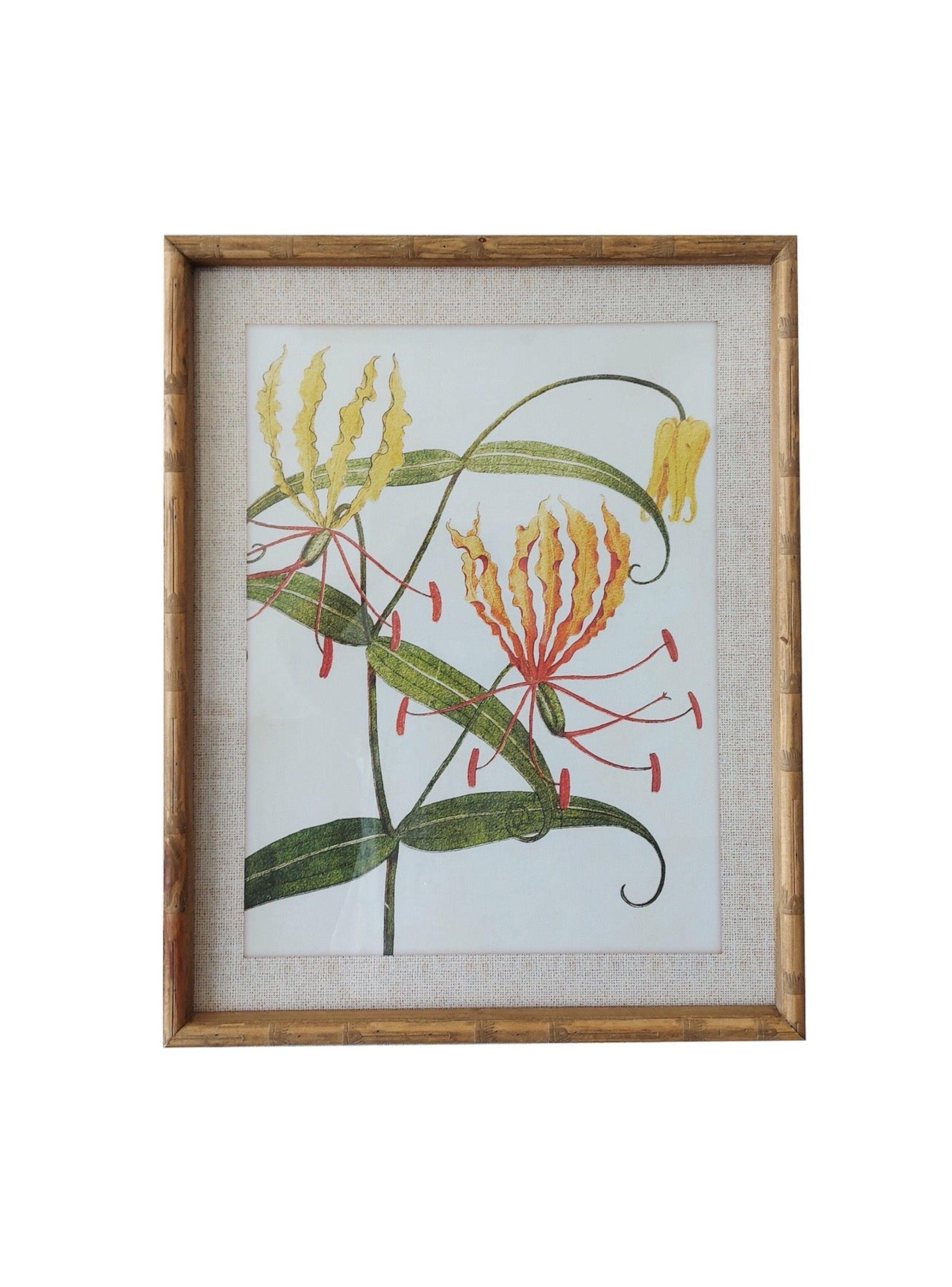 Cuadro botánico marco madera 50x60 cms-0