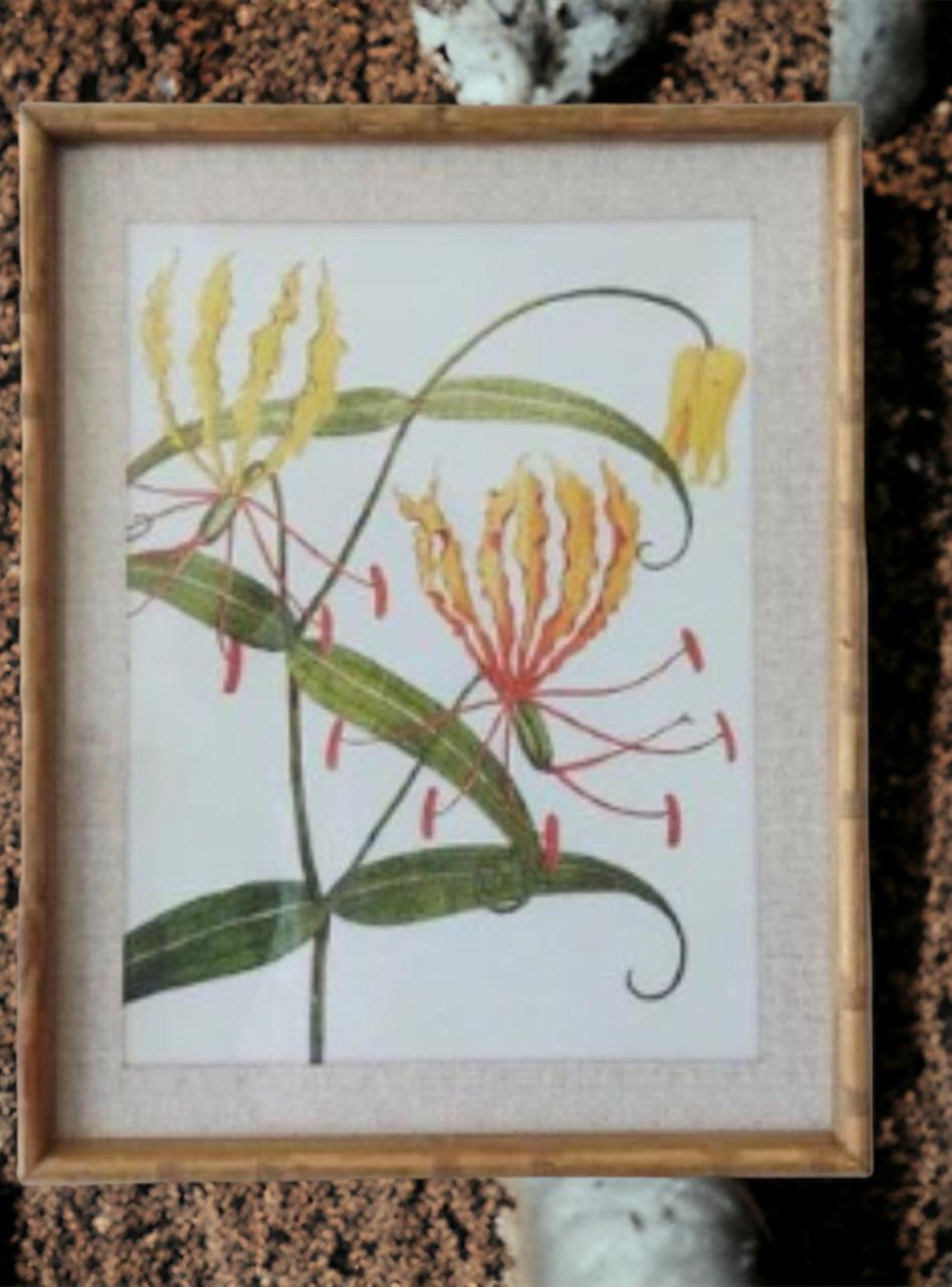 Cuadro botánico marco madera 50x60 cms-2