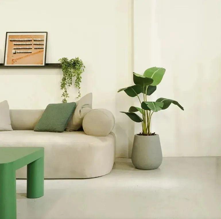 Palmera Viajera para Interiores Verde Oscuro de 120cm-2