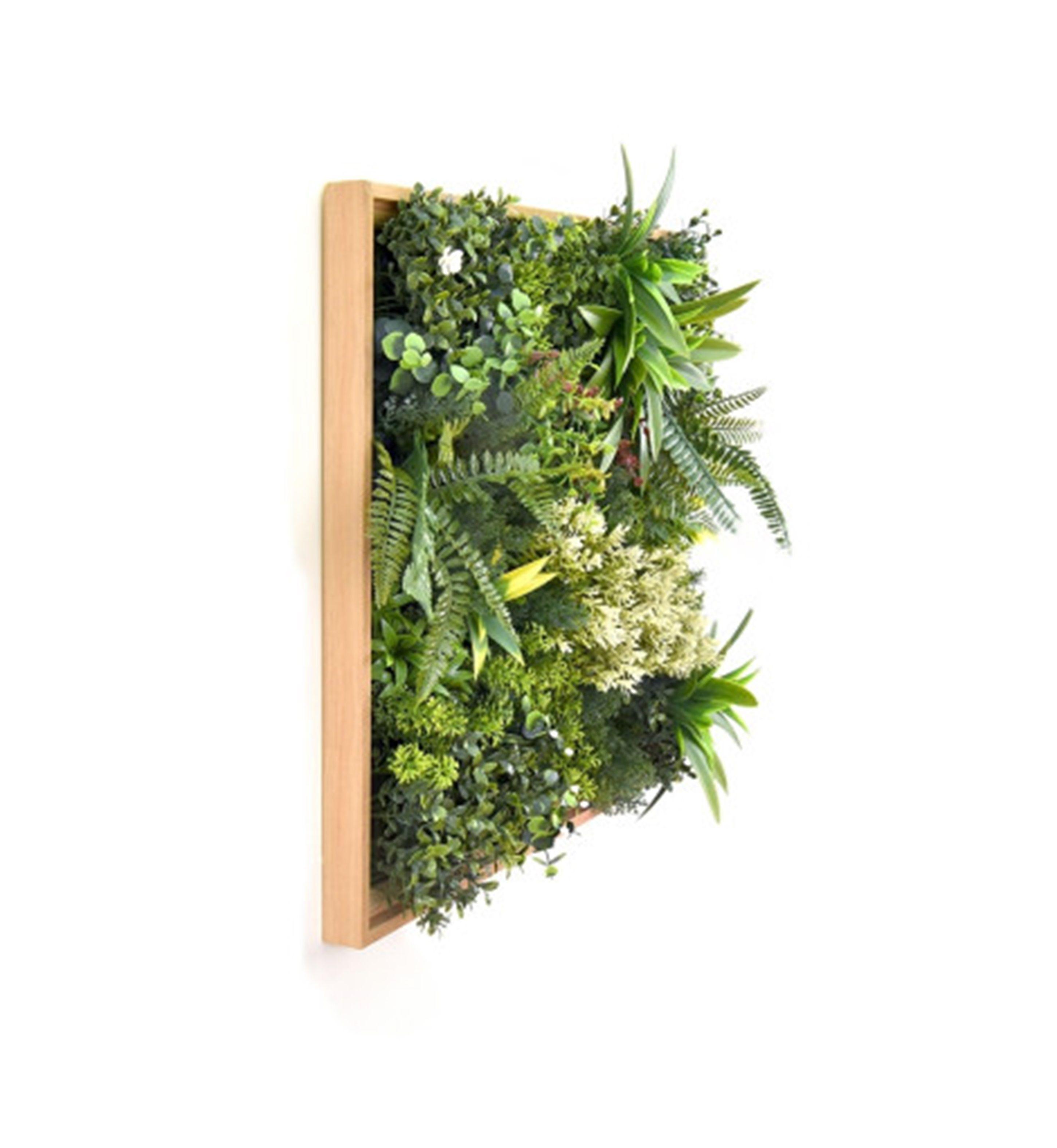 Jardin Vertical Cuadro Irlanda 50x50 cm Signet-1