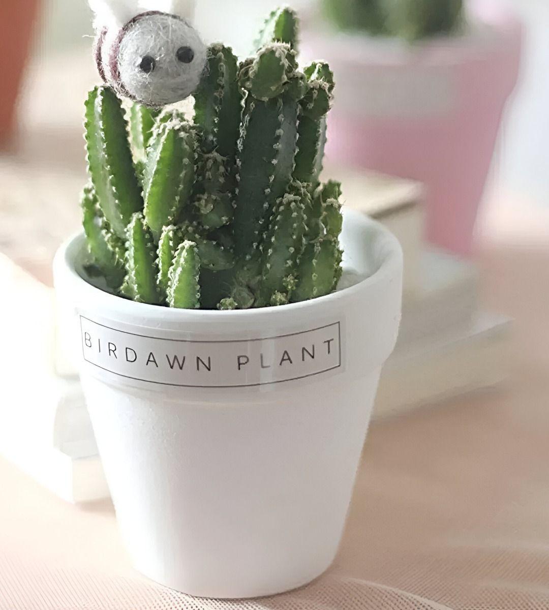 Set 6 Macetero Mini Suculentas Jardinería Cultivo Jhn-9