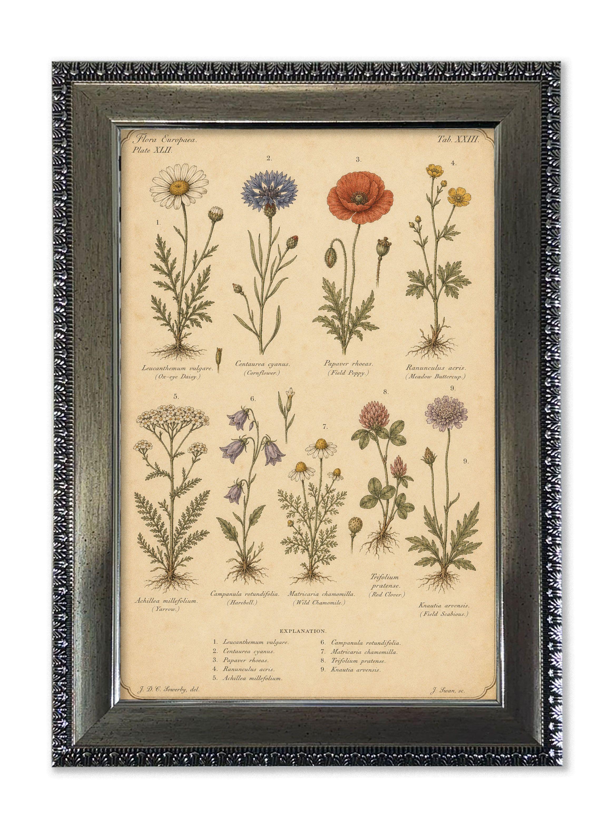 Cuadro Flores Silvestres Ilustracion Botanica-0