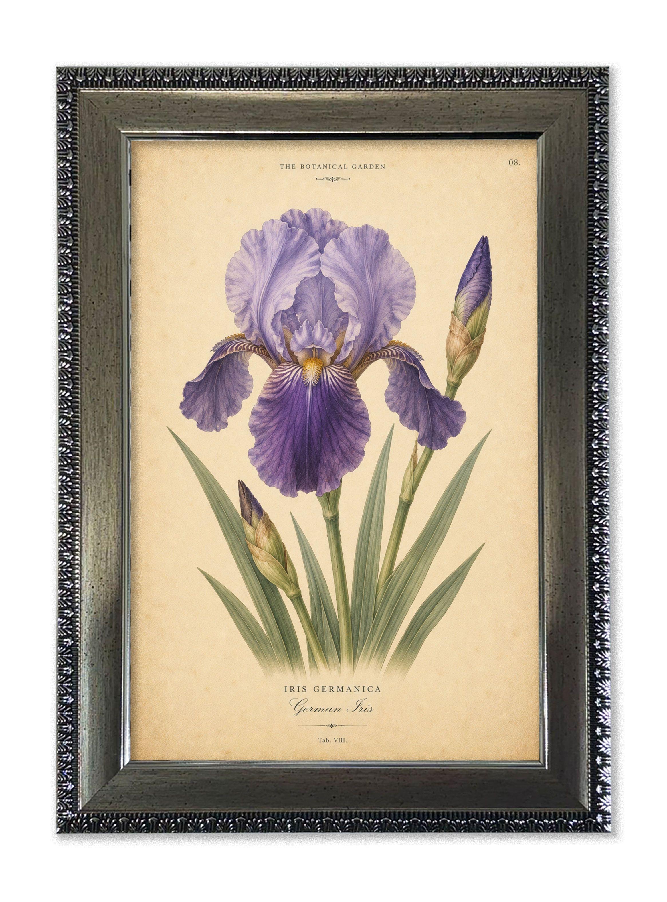 Iris Aleman Botanico Vintage En Marco Plateado-0