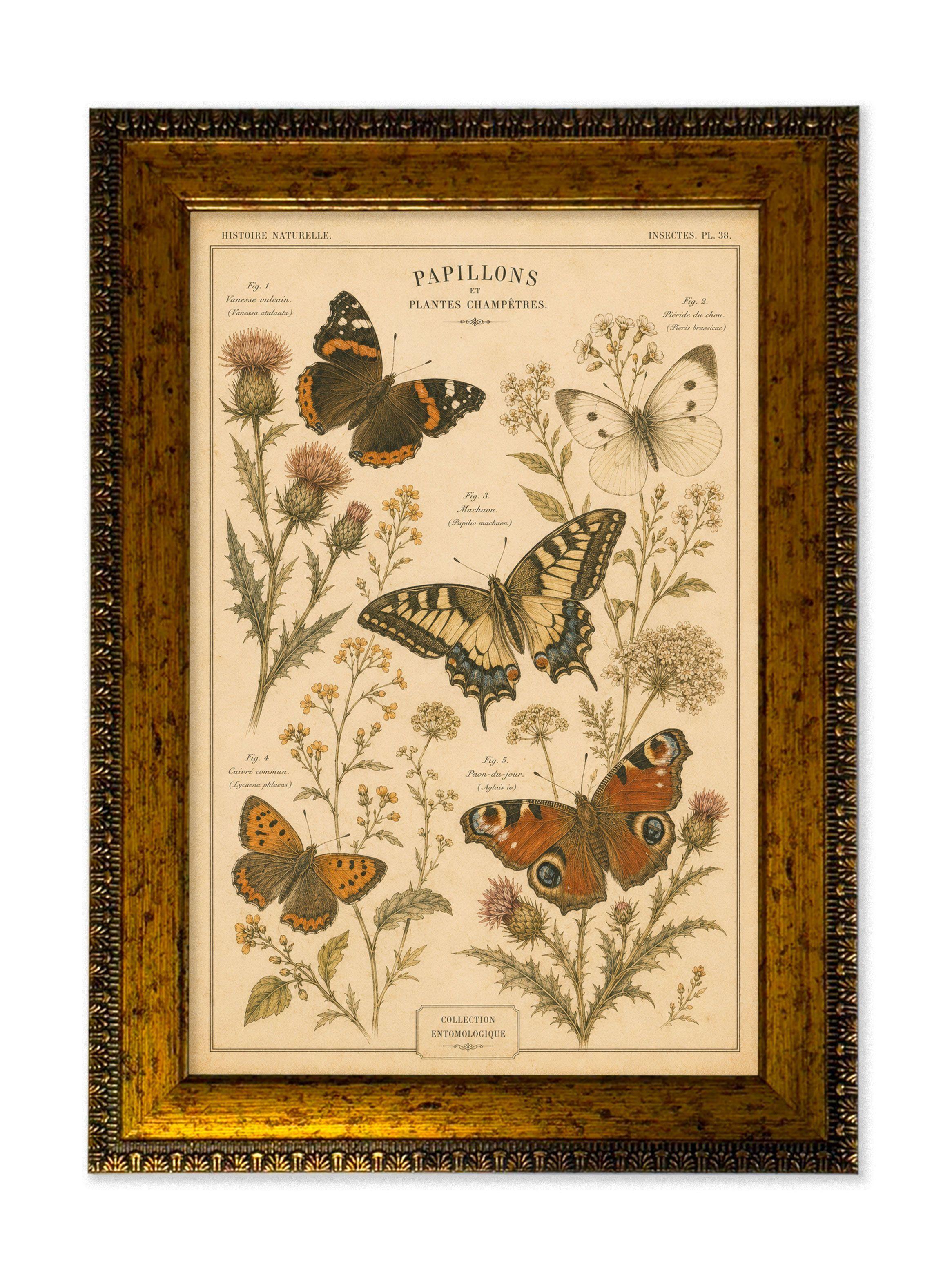 Cuadro Entomológico Vintage “Papillons et Plantes Champêtres” 25x35 cm-0