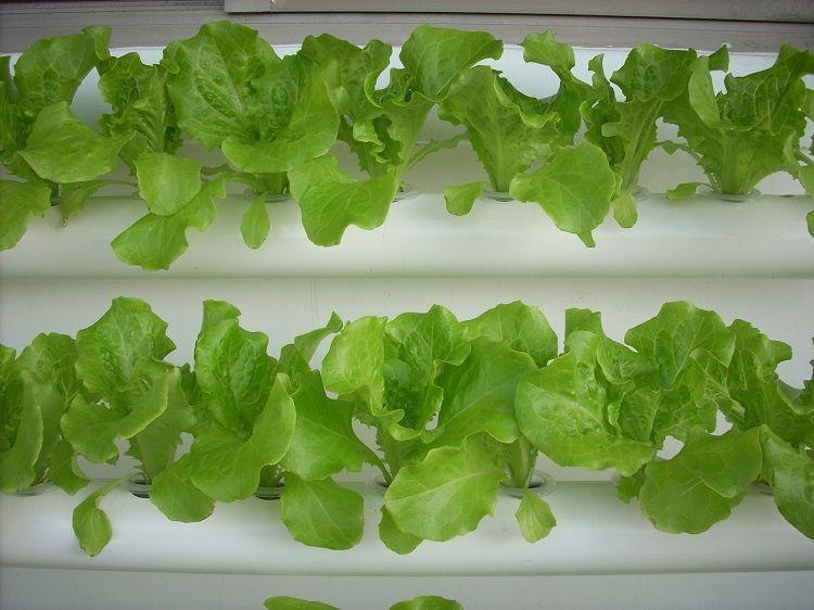 Cultivo Hidropónico Para 72 Plantas-4