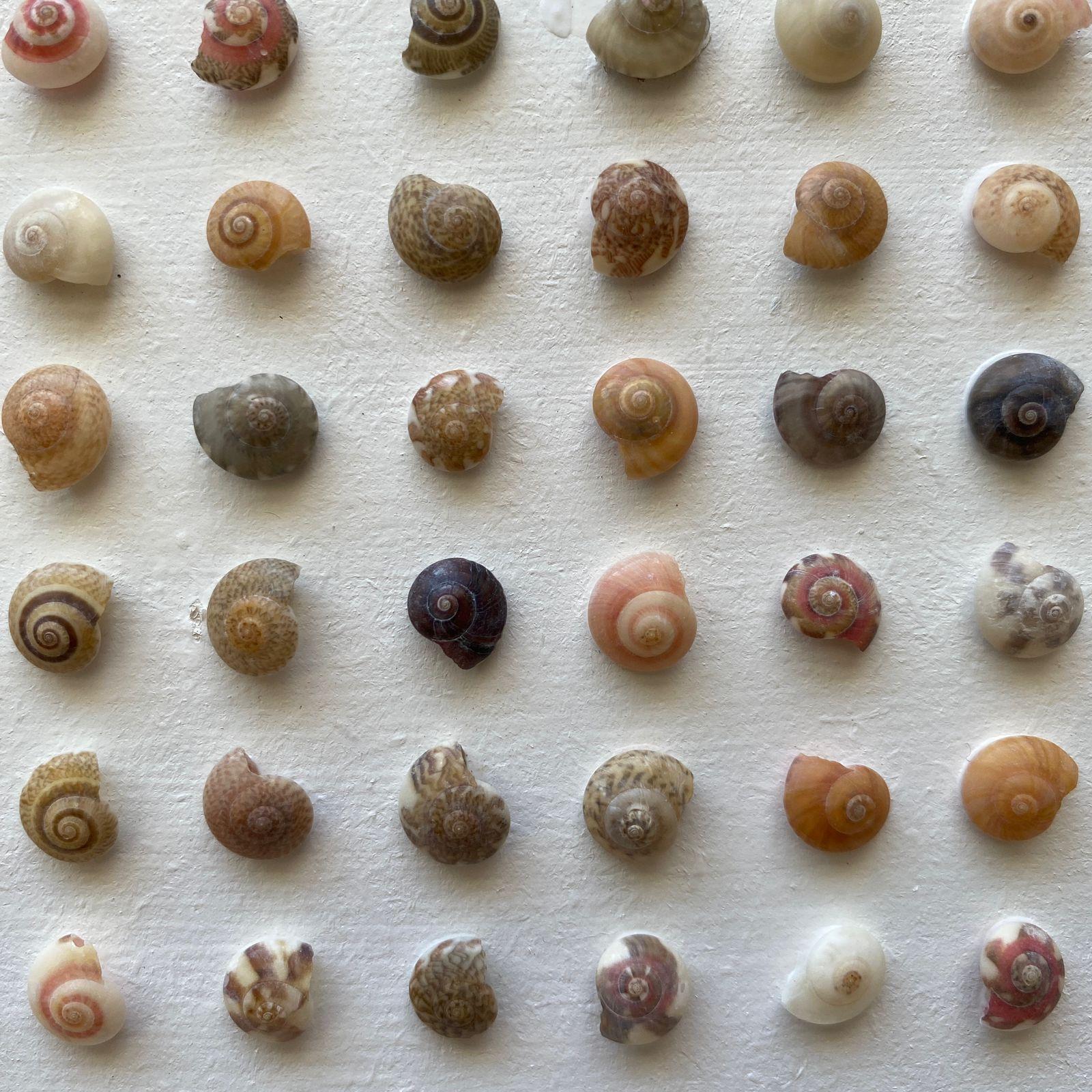 Cuadro Decorativo Marina 30x30 Cm Modelo Conchitas -7