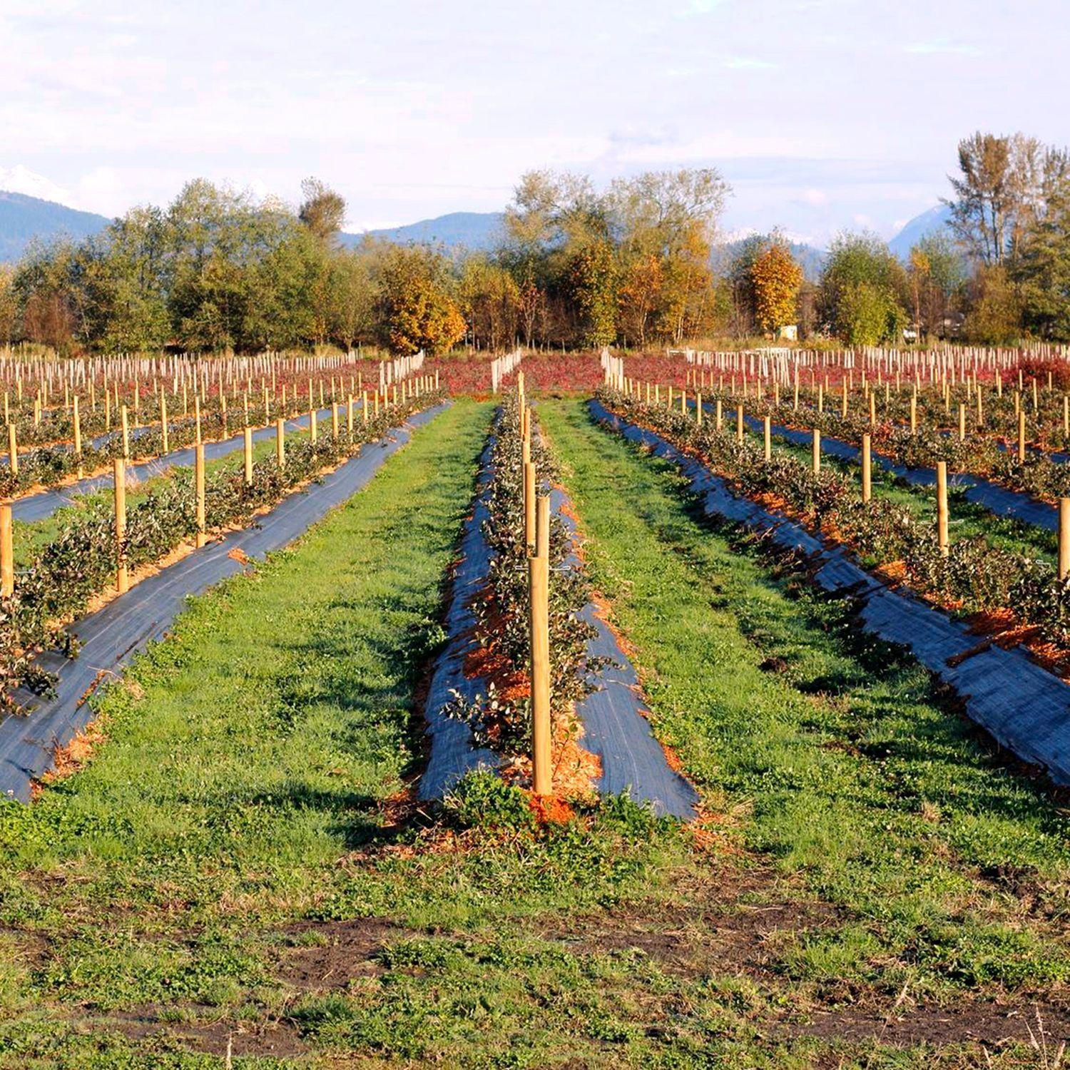 Tela Ground Cover o Antimaleza de 1.2 x 400 m Color Negro-3