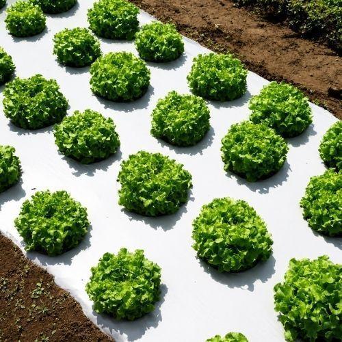 Film Mulch 1 40 x 1000 M Color Bicapa Negro Blanco-1
