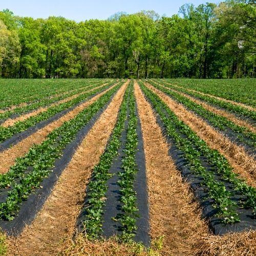 Film Mulch 1 40 x 1000 M Color Bicapa Negro Blanco-3