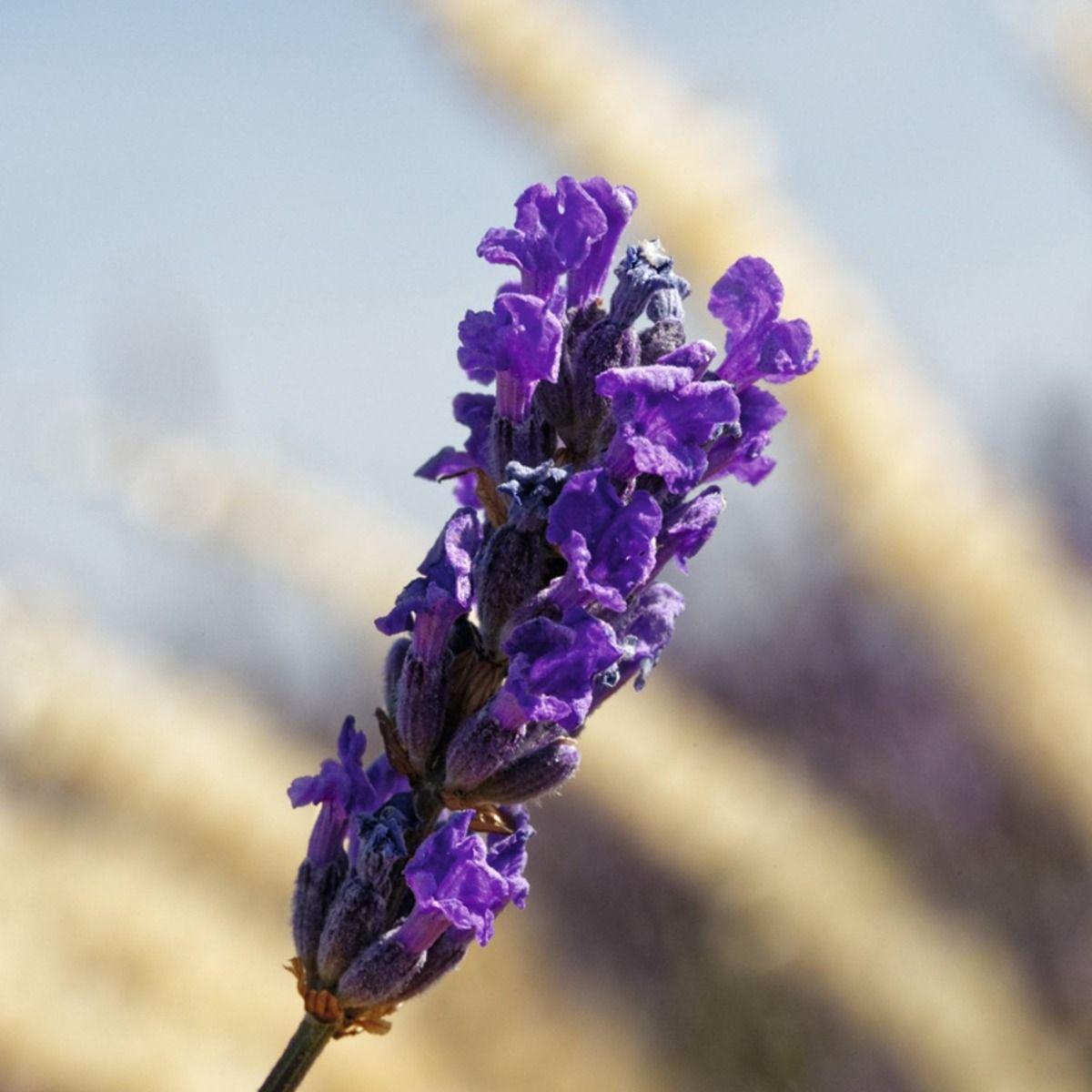 Leche de Cuerpo Lavanda L'OCCITANE-3