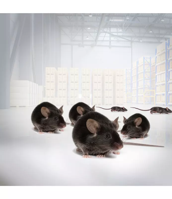 Raticida Bloque 1 Kg Klerat-3