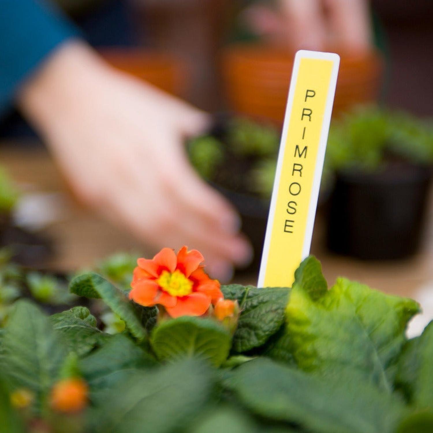 Cinta Tze-231 Para Rotuladora Brother Modelo Pt, 12mm X 8m-7