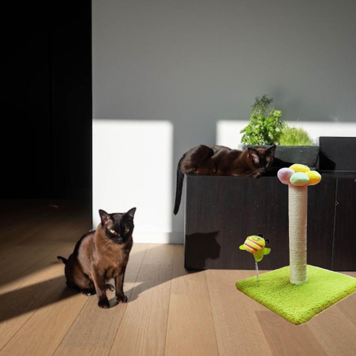 RASCADOR PARA GATOS FORMA DE FLOR MASCOTAS DIVERTIDO LAU-3