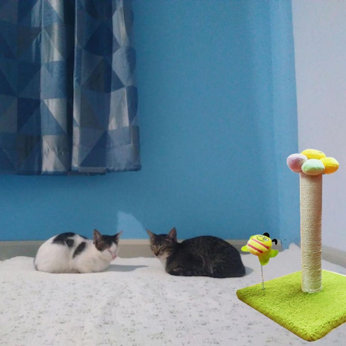 RASCADOR PARA GATOS FORMA DE FLOR MASCOTAS DIVERTIDO LAU-9