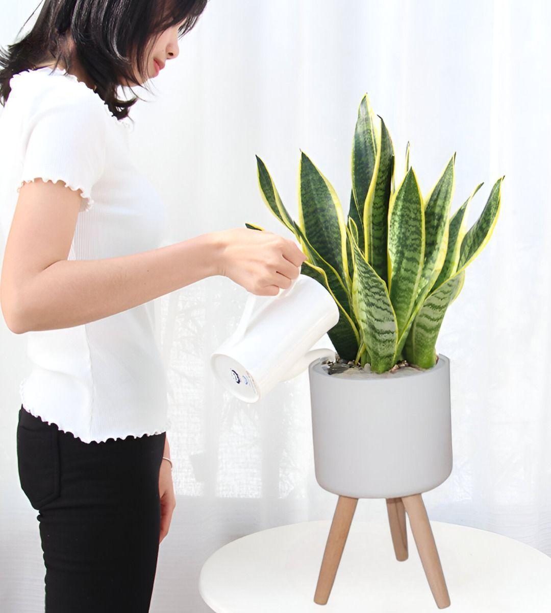 Set Macetas Planta Patas Interior Exterior Flores Blanca Jhn-5