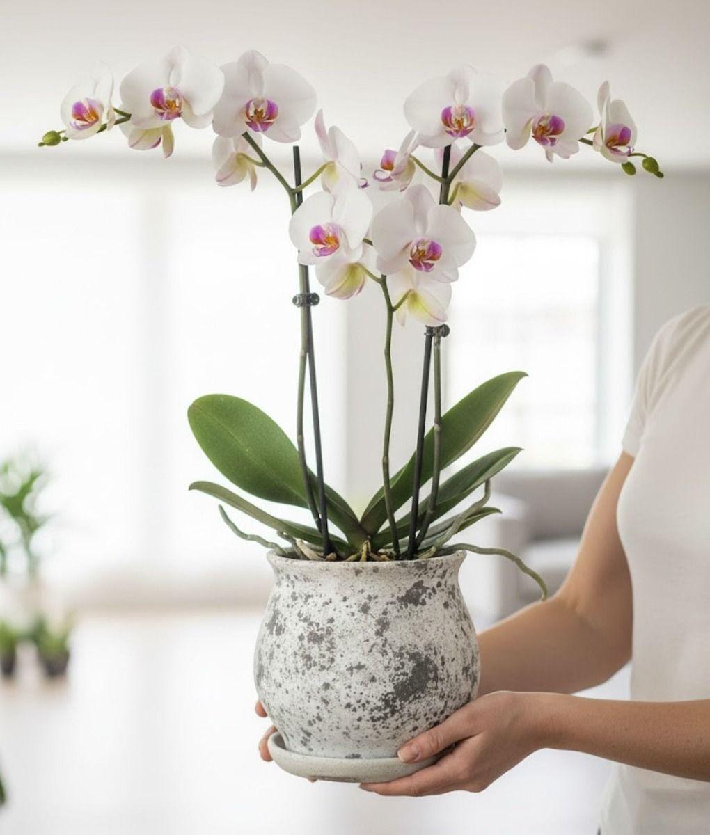 Maceta Decorativa Patrón Moderno Jaspeado Funcional Jhn-2