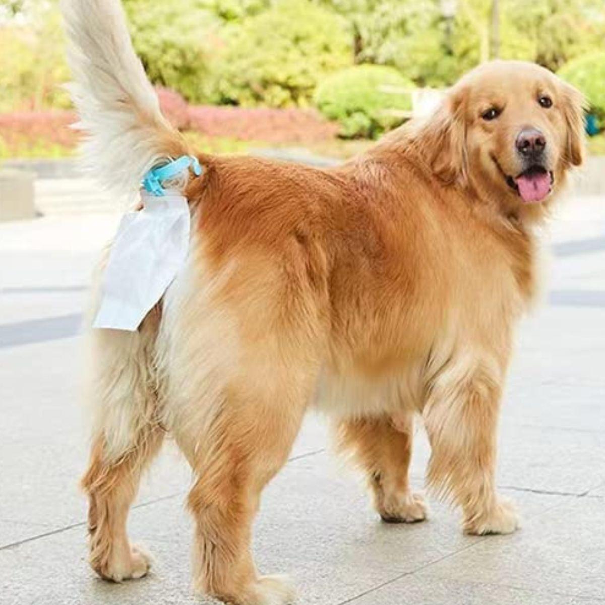 KIT DE HIGIENE PORTA BOLSAS PARA ASEO DE MASCOTAS PERROS PASEO LAU-9