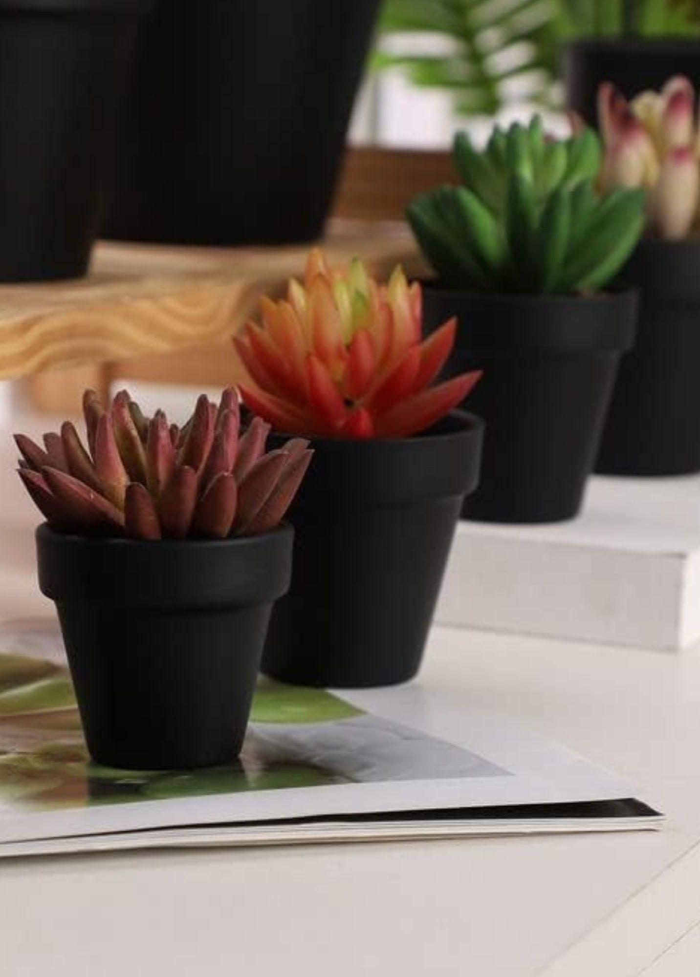 Set 6 Macetero Mini Suculentas Jardinería Cultivo Jhn-5