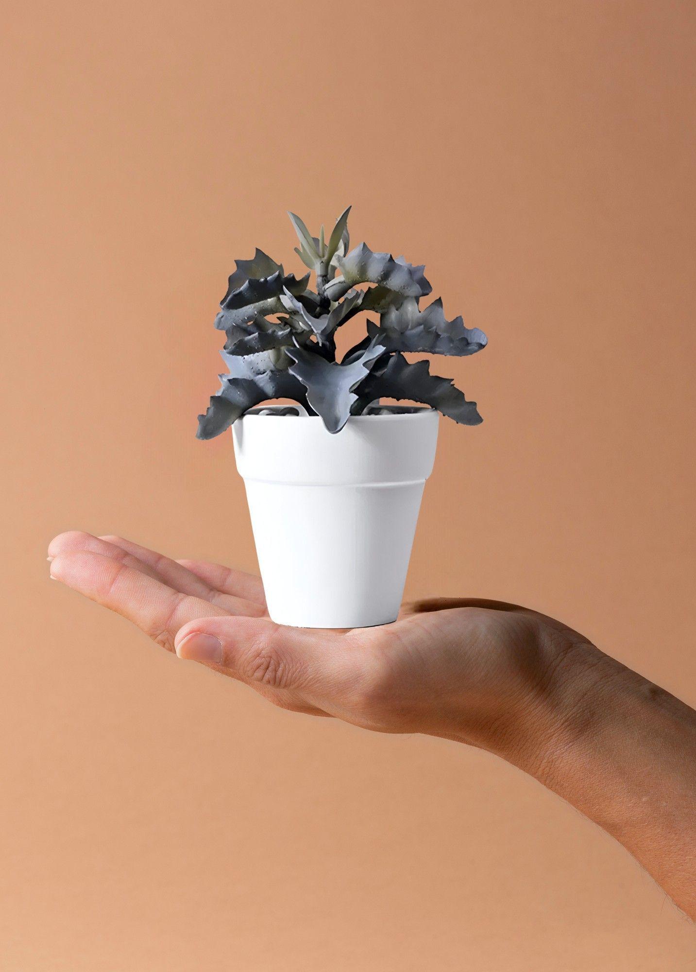 Set 6 Macetero Mini Suculentas Jardinería Cultivo Jhn-7