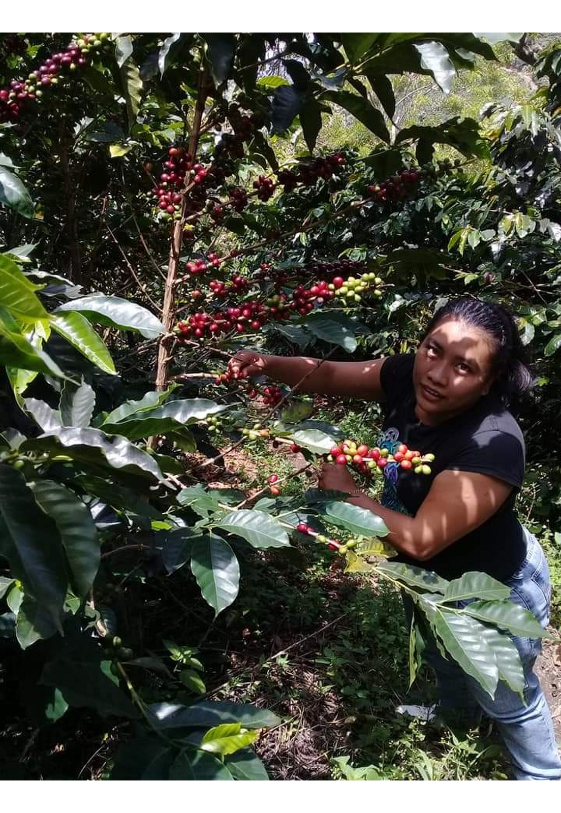 Cafe Molido Espresso Nosso Cafe Justo Finca Indigena 250g-2