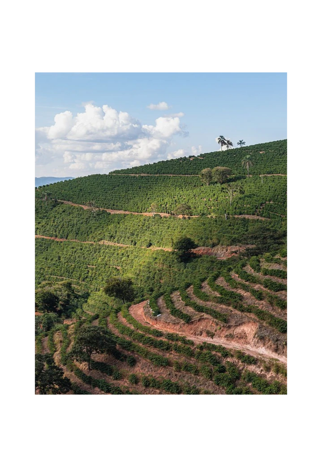 Cafe En Grano Kawas Brasil Carmo de Minas Origen 250g-3