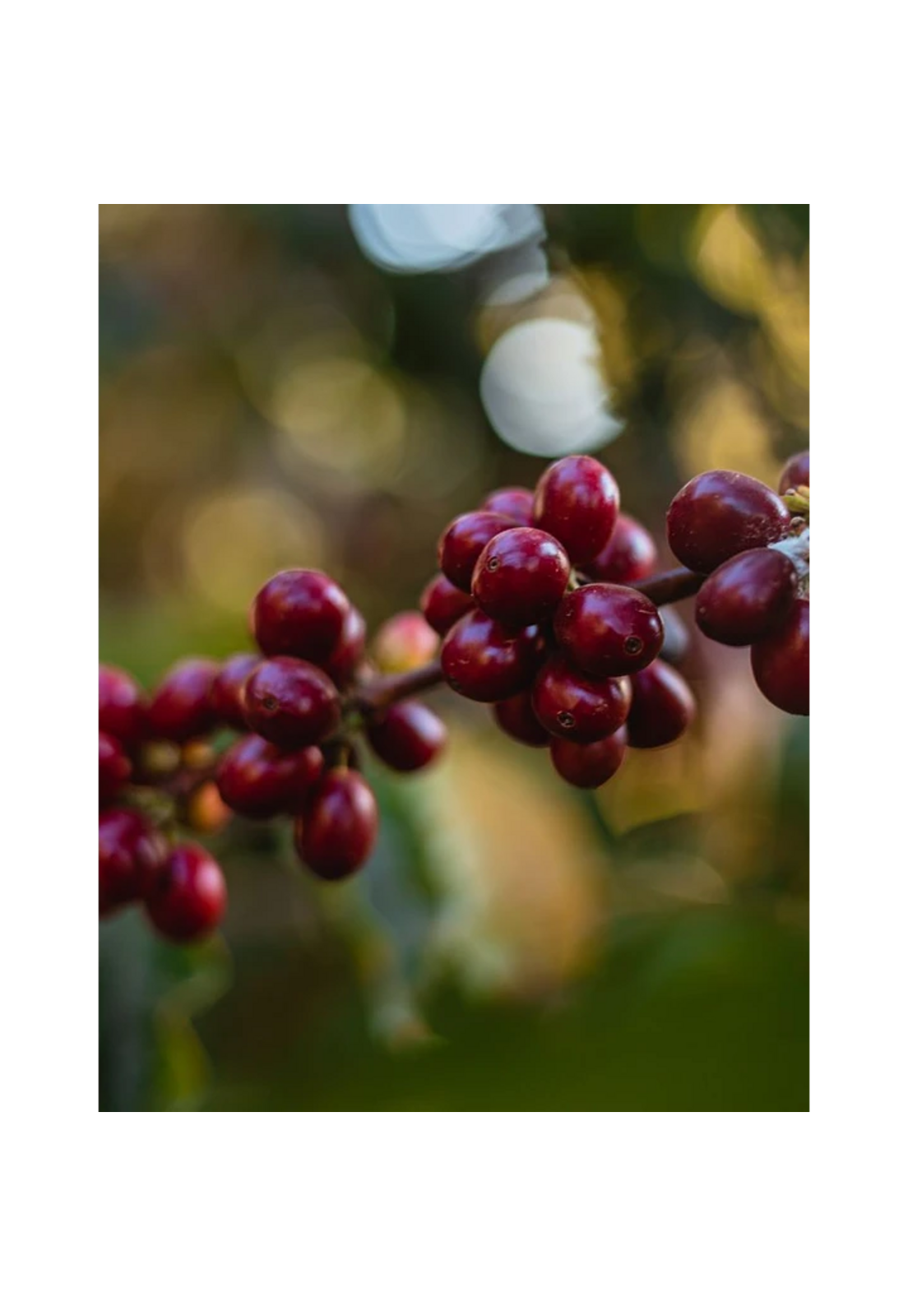 Cafe En Grano Kawas Brasil Carmo de Minas Origen 250g-5