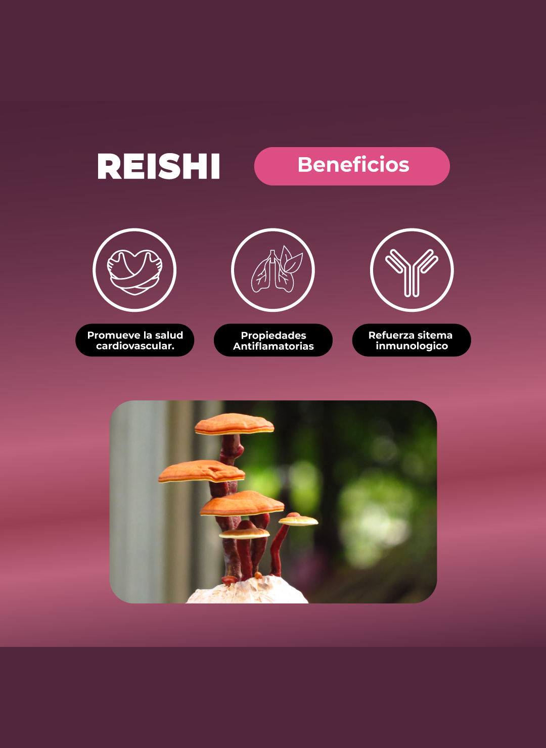 Melena De León + Reishi Hongos Pack Extracto Gotas 60ml Karun Life-5