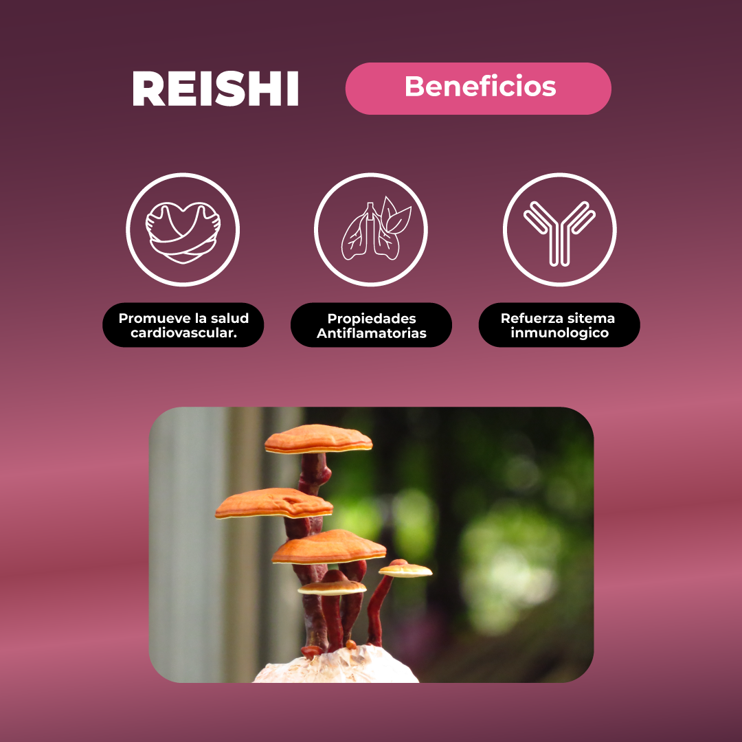 Pack Doble Reishi Hongo  Sistema Inmune  120 U Karun Life-3