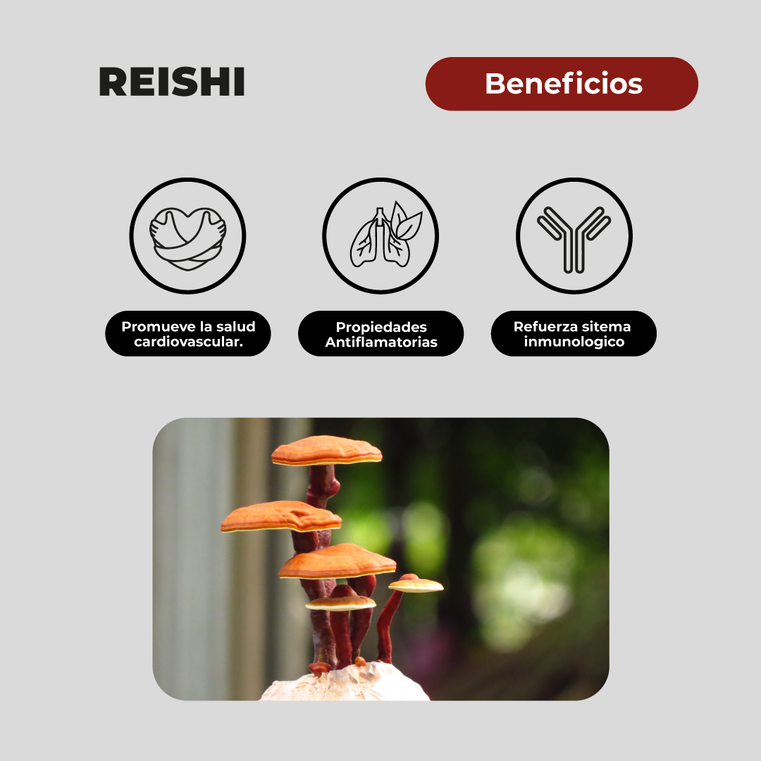 Pack 180 Capsulas: Melena De Leon - Reishi - Cola De Pavo Karun Life-4
