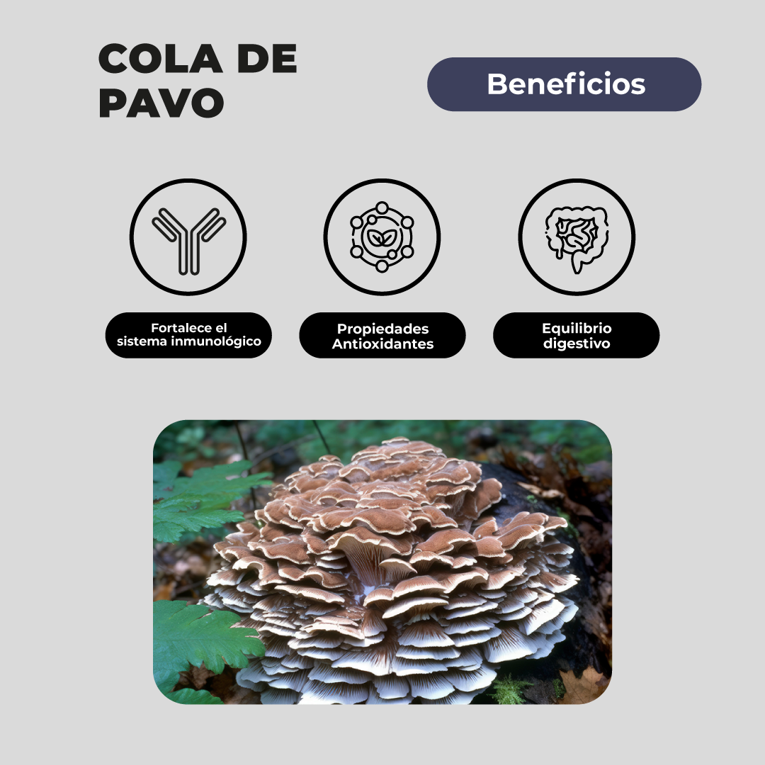 Pack 180 Capsulas: Melena De Leon - Reishi - Cola De Pavo Karun Life-6