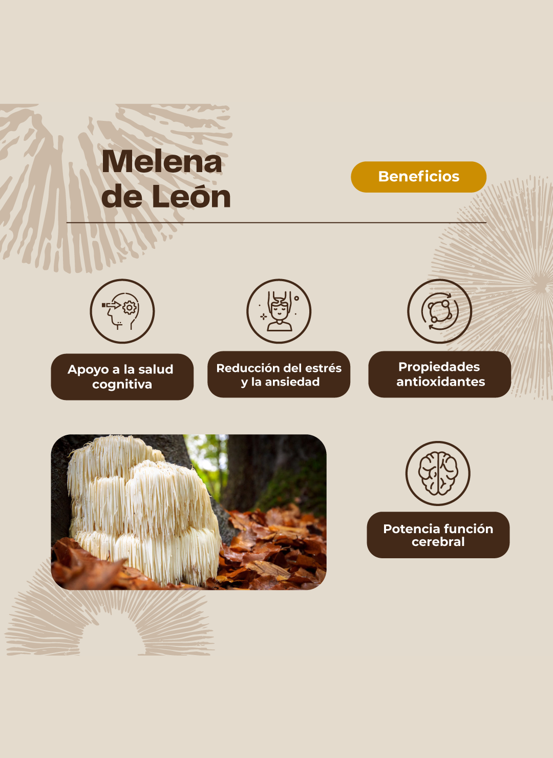 Pack Doble Melena De León Hongo 120 Gomitas Karun Life-3