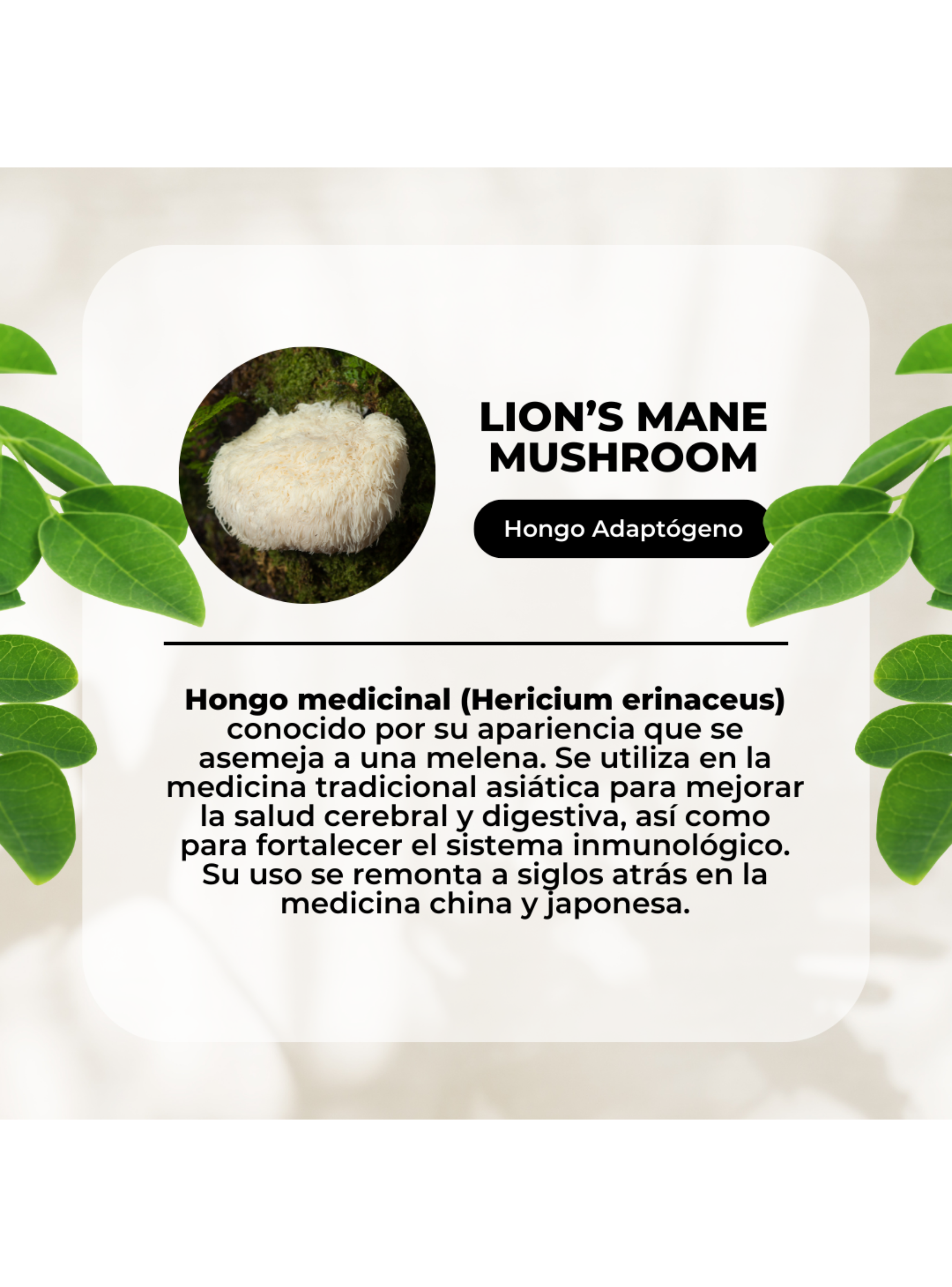 Melena De Leon Hongo 500mg - 60 Cap - Memoria Karun Life -2