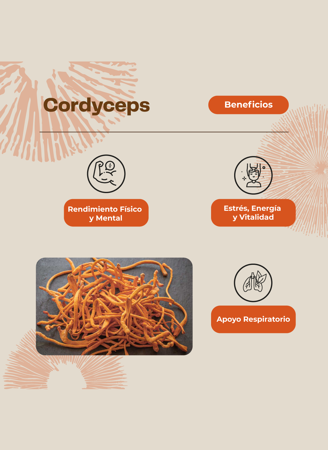 Cordyceps Hongo 760mg - 60 Cap - Energía- Karun Life-3