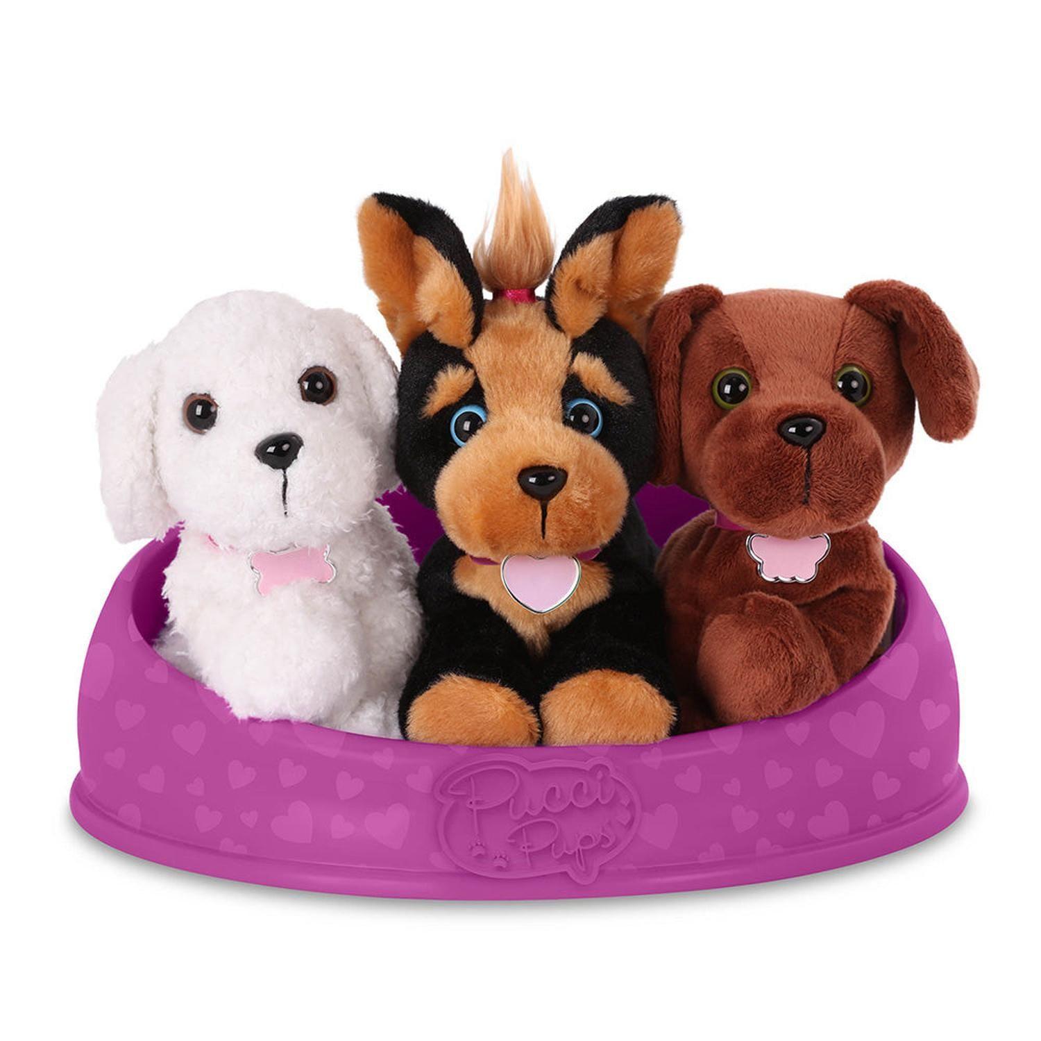 Adopta 3 perros - Bichon Frise, Yorkshire Terrier & Labrador chocolate-4