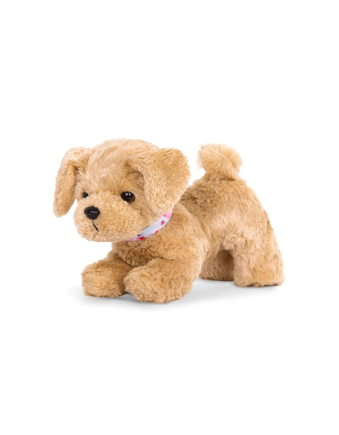Cachorro Goldendoodle-1