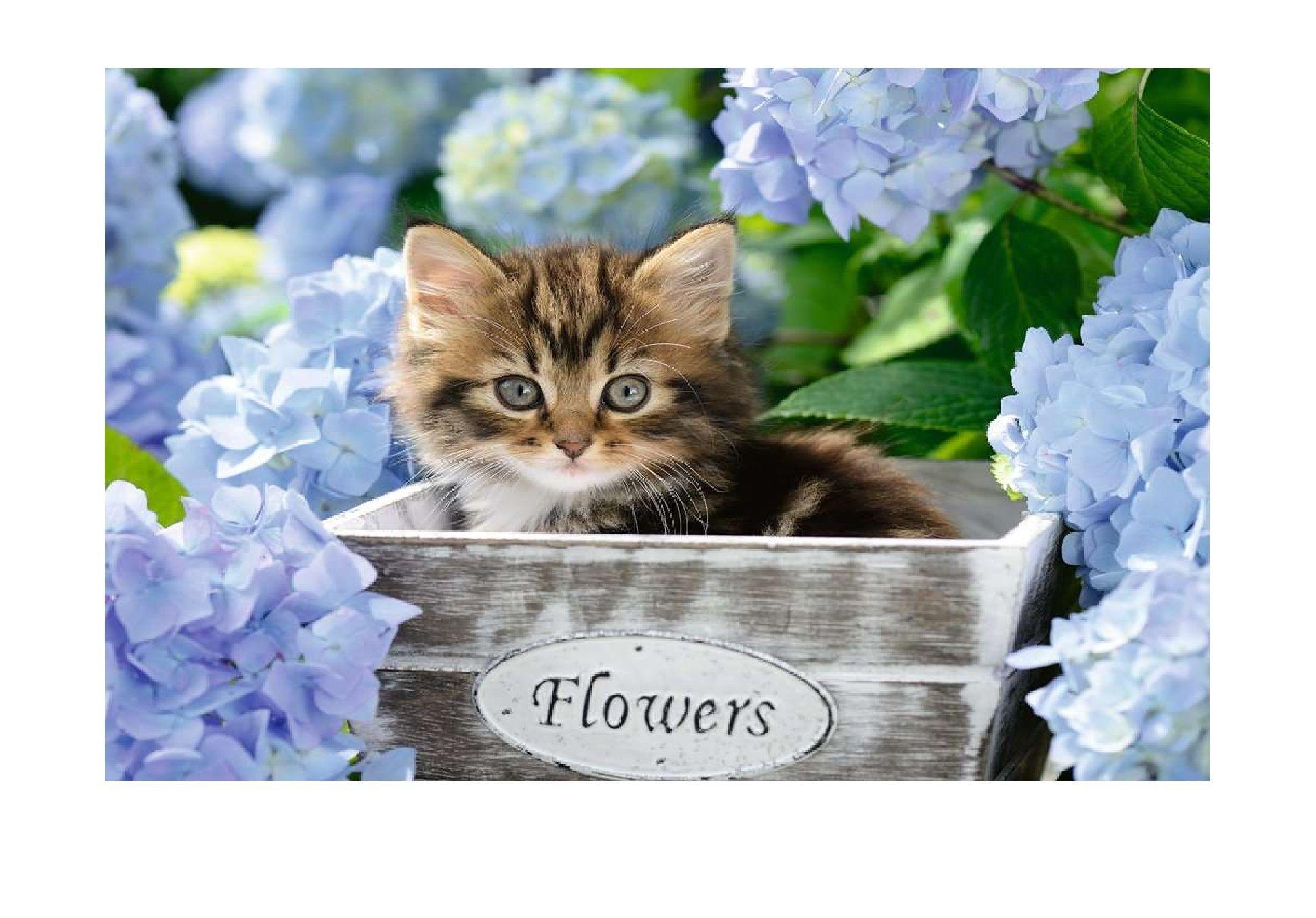 Puzzle XXL Gatito en el canasto - 300 piezas-1