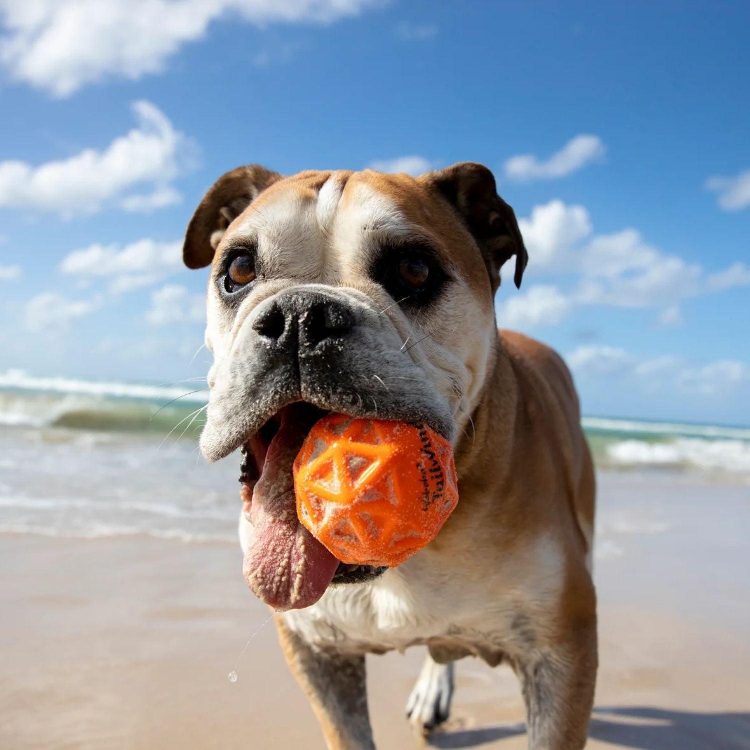 Pelota Tailwind Para Perros-2