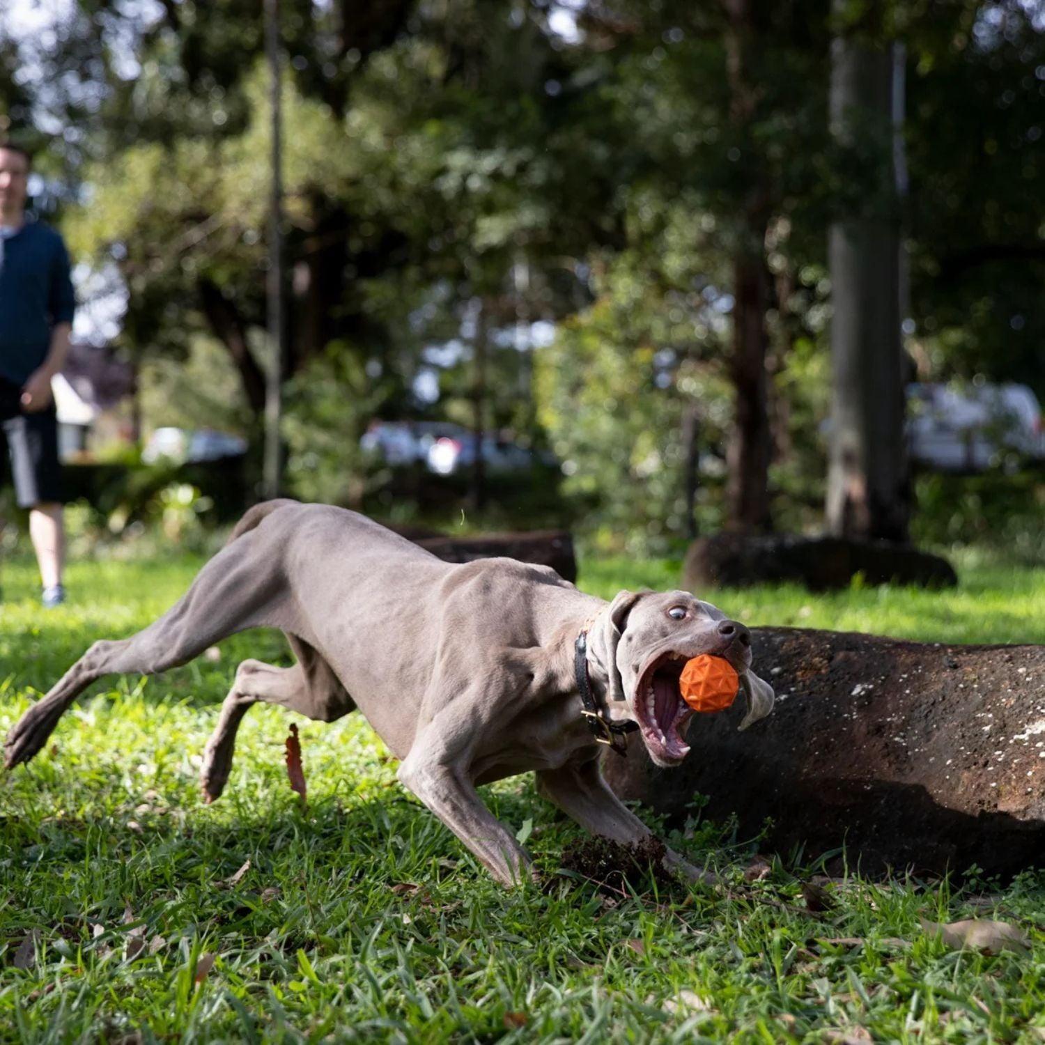 Pelota Tailwind Para Perros-3