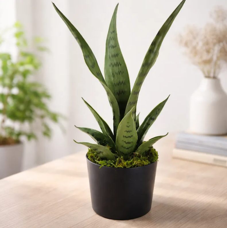 Planta Artificial Decorativa Sansevieria 40cm Con Macetero-5