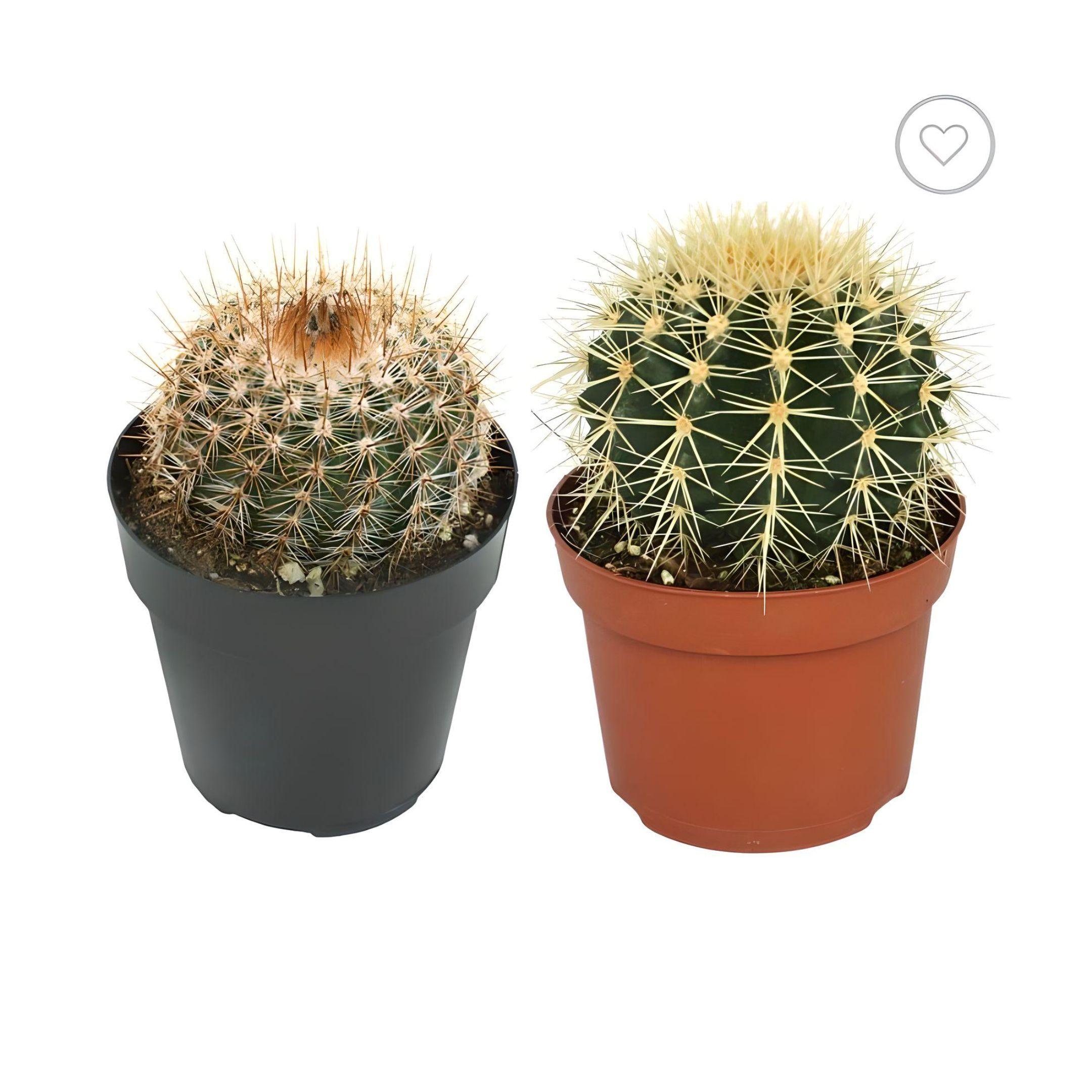 DÚO DE CACTUS PARA OFICINAS-0